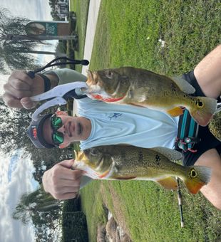 Peacock Bass are biting in Miami, FL.