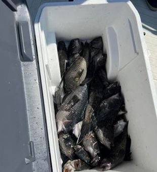 Black Sea Bass, Deep Sea Fishing Adventures Await.