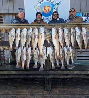 Loaded sheepshead and black drum, inshore fishing haul