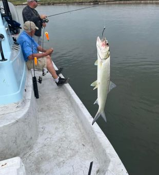 Ladyfish - Corpus Christi, TX.