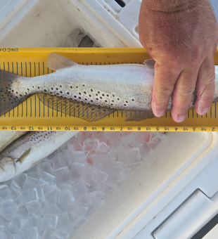 Nice pair of speckled trout on the measuring board! Clear conditions made for an exciting day of jigging.