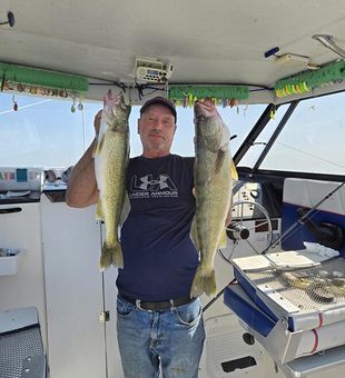 Strong Lake Erie Walleye Catch