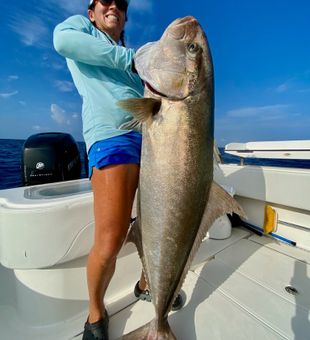 Large Bluefish Reeled From Cape Cod, MA