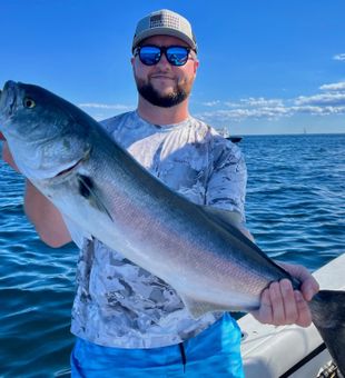 Bluefish from Cape Cod, MA