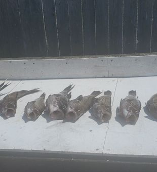 Stacked sea bass and fluke, New Jersey catch. 