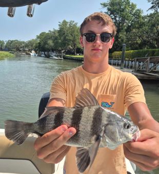 Nice black drum from Hilton Head Island waters!
