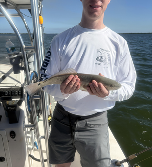 Nice Bokeelia redfish on light tackle!