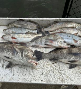 Speckled Trout and black drum Kind of Day