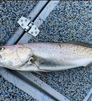 Galveston Fishing at Its Best