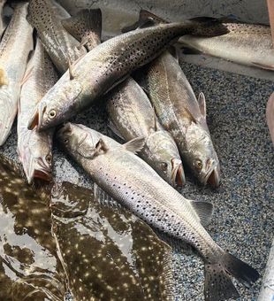 Flatfish Finds in Galveston