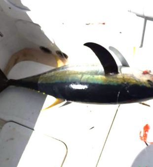 Charter fishing Atlantic Beach NC: Tuna Fishing!