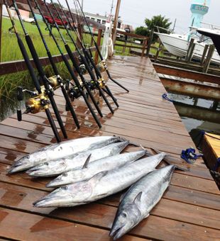 Spanish Mackerels from the deep - Jacksonville, FL.