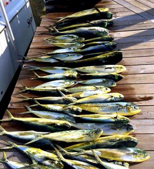 Morehead City NC fishing: Mahi mahi season