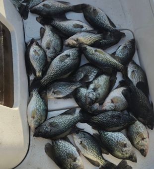 Fort Pierce Inshore Catch