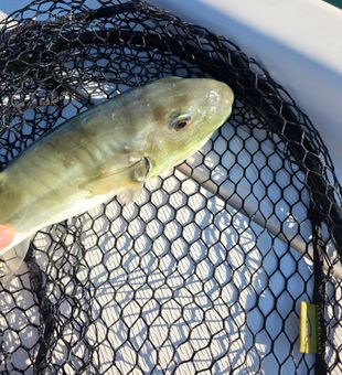 Solid jack crevalle catch, inshore fishing action
