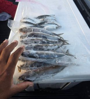 Successful fishing trip with fresh catch in Fort Pierce!