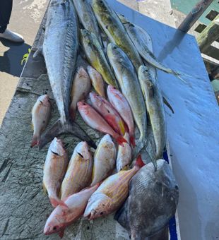 Mixed bag of Lane Snapper, King Mackerel, and Grey Triggerfish from Fort Pierce!