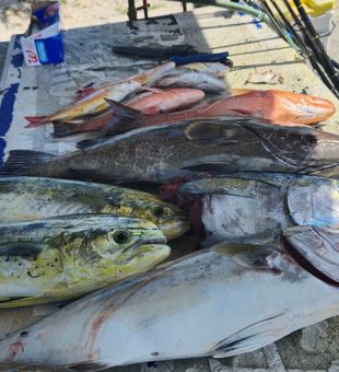 Colorful mahi mahi mix!