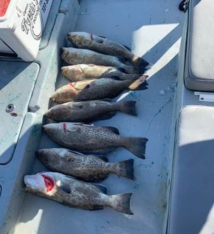 Caught Species of Gag Grouper in Florida