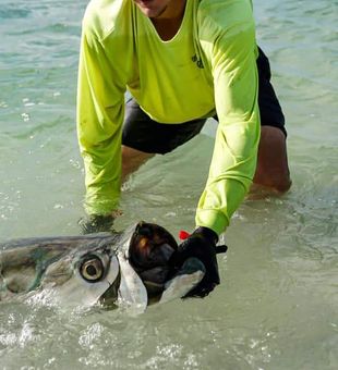 Tarpon Caught Nearshore in Florida