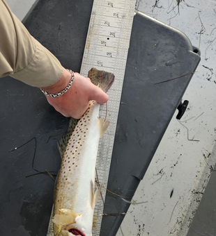 Drift fishing pays off with a slick Spotted Weakfish in partly cloudy skies!