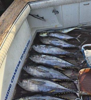 Deep Sea Tuna Hauls – Norfolk Days