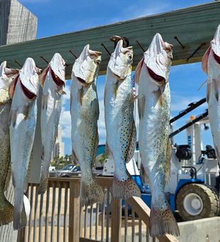 Clean speckled trout stringer | South Padre Island fishing