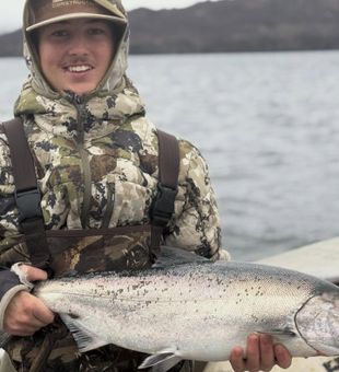 Silver Salmon run in Larsen Bay.