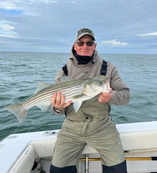 Striper Fish from Cape Cod Bay