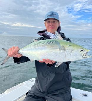 Reeling in memories on Cape Cod Bay. Bonito Fish