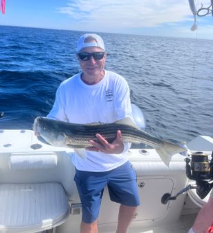 Beautiful striped bass from East Dennis waters!