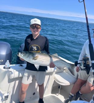 Nice striped bass from East Dennis MA waters!