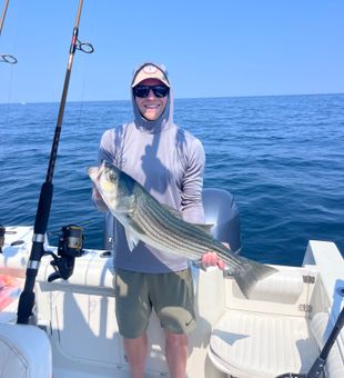 Beautiful East Dennis striped bass on the boat!