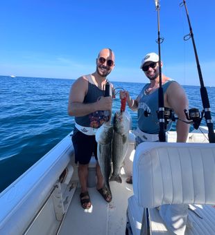Double striped bass success in East Dennis!