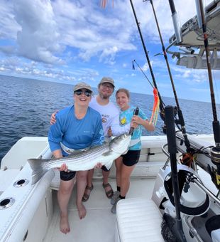 Nice striped bass from East Dennis waters!