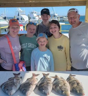 Sheepshead in Gulf Shores