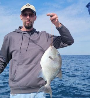 Gray Triggerfish in Gulf Shores