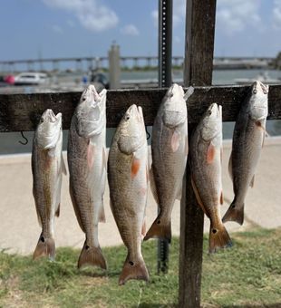 Hooked up with a Texas redfish in Aransas Pass. Shallow water, screaming drag, and pure Gulf Coast adrenaline.