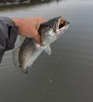 Amazing Speckled Trout on display!