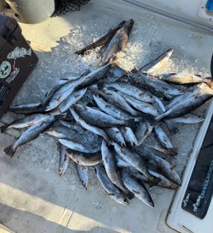 Nice limit of Brunswick speckled trout on deck!
