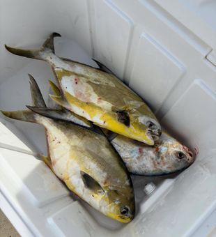Pompano Section here - Altamaha River, GA.