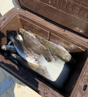 Trout Bucket - Altamaha River, GA.