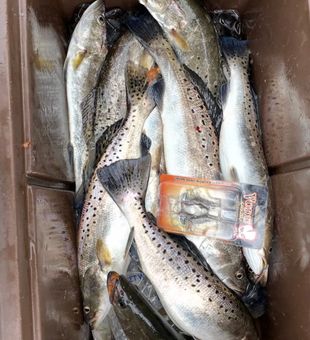 Speckled trout limits from productive Brunswick waters!