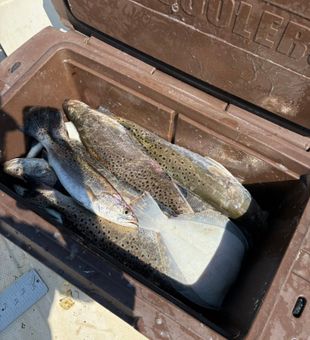 Beautiful speckled trout from Brunswick GA waters!