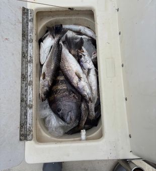 Trout and Sheepshead Bucket is full today - Altamaha River, GA.