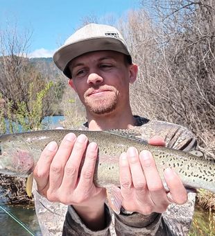 Clean rainbow trout on a guided fly trip