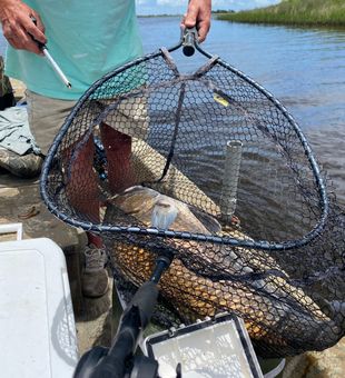 Florida redfish on the line