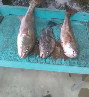 Inshore bite heating up