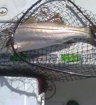 Snook Fishing in Florida!