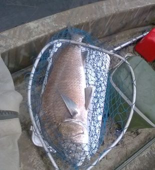 Fresh Catches Awaiting Lucky Anglers in Florida.